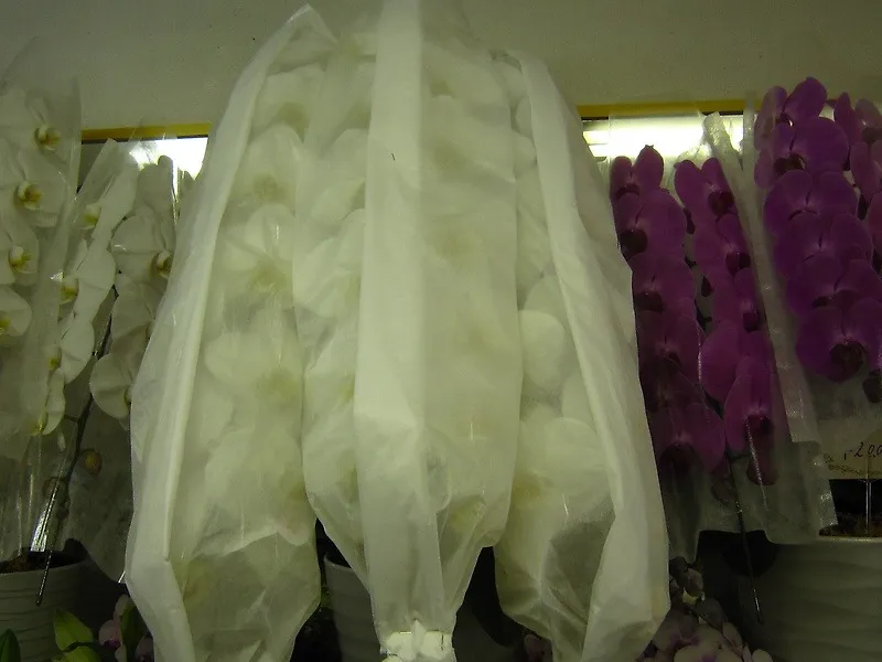 胡蝶蘭 ホワイト